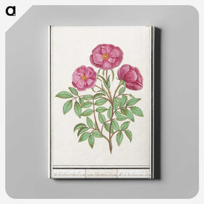 1-34_Anselmus-Boetius-de-Boodt_canvas