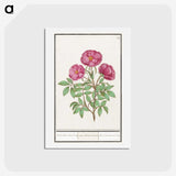 1-34_Anselmus-Boetius-de-Boodt_hagaki