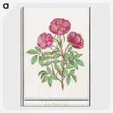 1-34_Anselmus-Boetius-de-Boodt_picture-crop