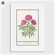 1-34_Anselmus-Boetius-de-Boodt_picture