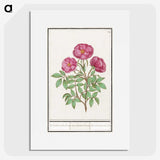1-34_Anselmus-Boetius-de-Boodt_picture
