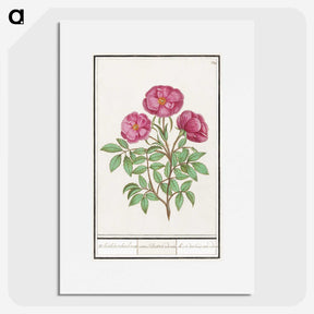 1-34_Anselmus-Boetius-de-Boodt_picture