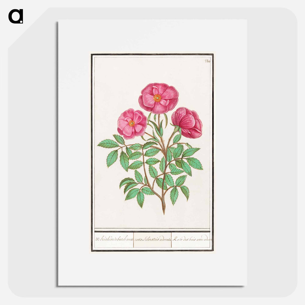 Wild rose - アンセルムス ボエティウス デ ブート Poster.
