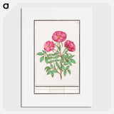 Wild rose - アンセルムス ボエティウス デ ブート Poster.