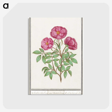 1-34_Anselmus-Boetius-de-Boodt_postcard