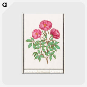 アートポストカード-Wild rose - アンセルムス ボエティウス デ ブート Postcard.
