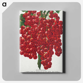 1-34_Botanical-Specimen-Plates_canvas