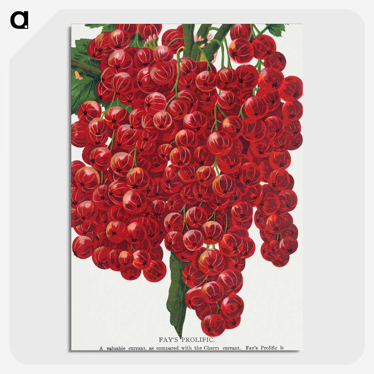 1-34_Botanical-Specimen-Plates_picture-crop