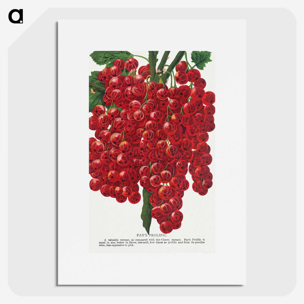 1-34_Botanical-Specimen-Plates_picture