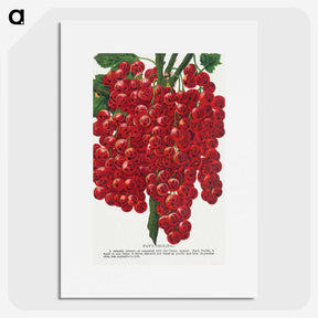 1-34_Botanical-Specimen-Plates_picture