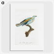 1-34_Des-Oiseaux-de-Paradis_picture