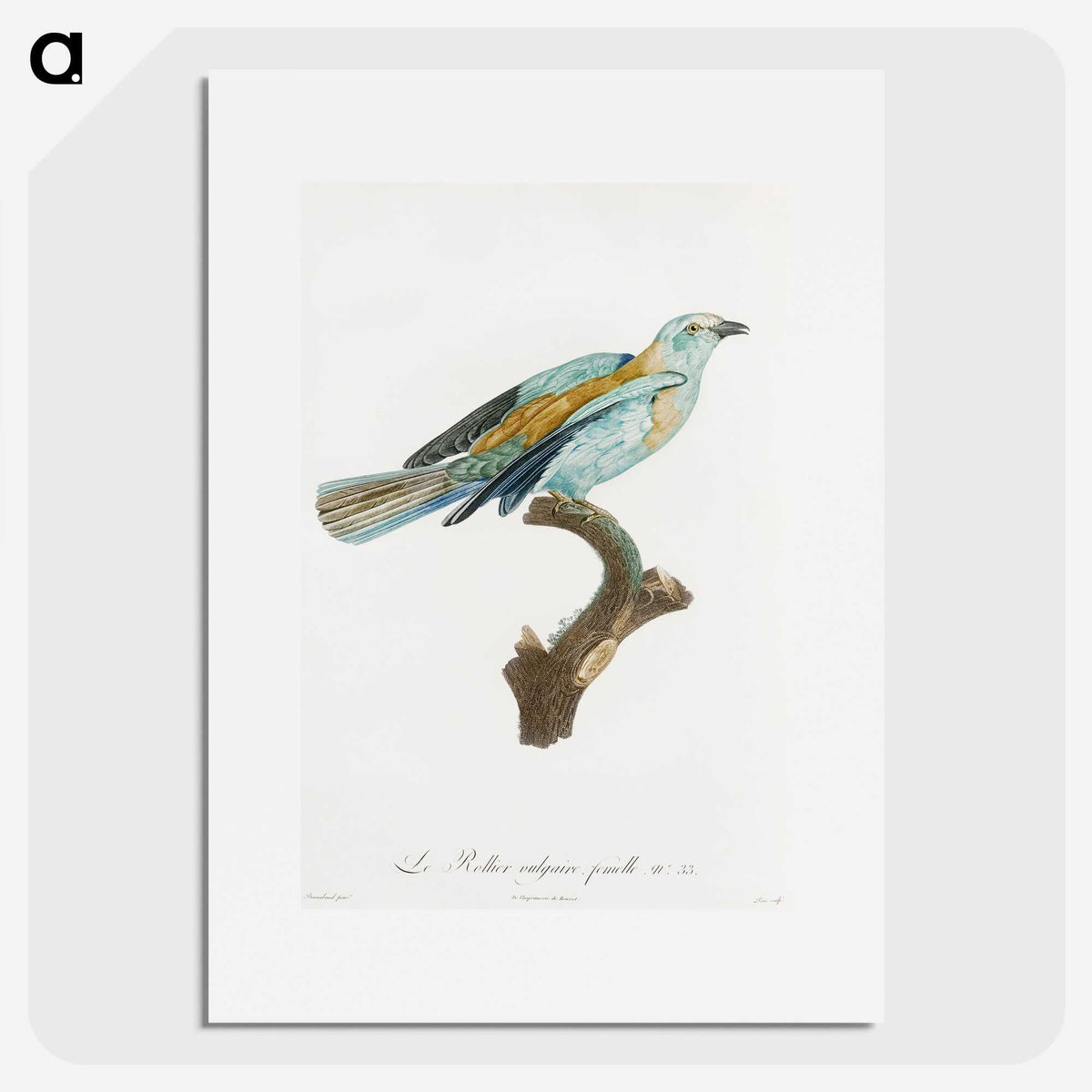 1-34_Des-Oiseaux-de-Paradis_picture