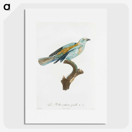 1-34_Des-Oiseaux-de-Paradis_picture