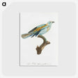 1-34_Des-Oiseaux-de-Paradis_postcard