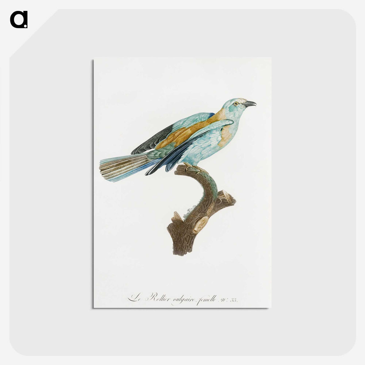 1-34_Des-Oiseaux-de-Paradis_postcard
