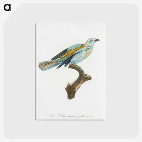 1-34_Des-Oiseaux-de-Paradis_postcard