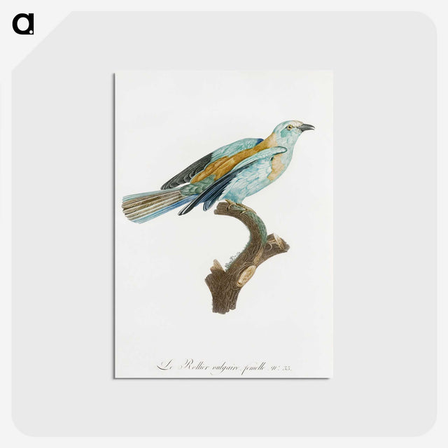 1-34_Des-Oiseaux-de-Paradis_postcard