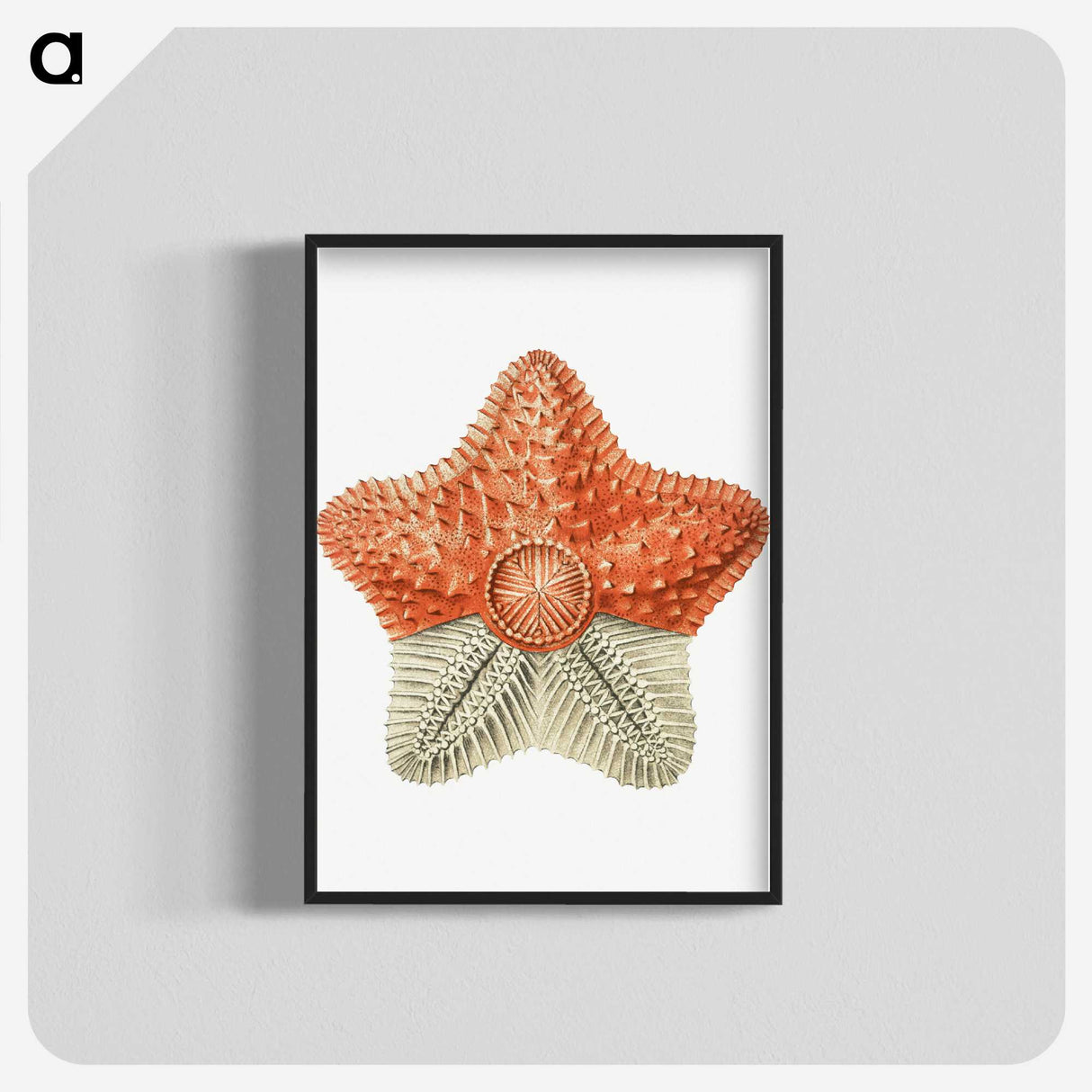 1-34_Ernst-Haeckel_blk-crop