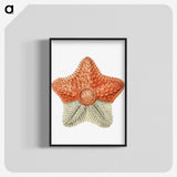 1-34_Ernst-Haeckel_blk-crop