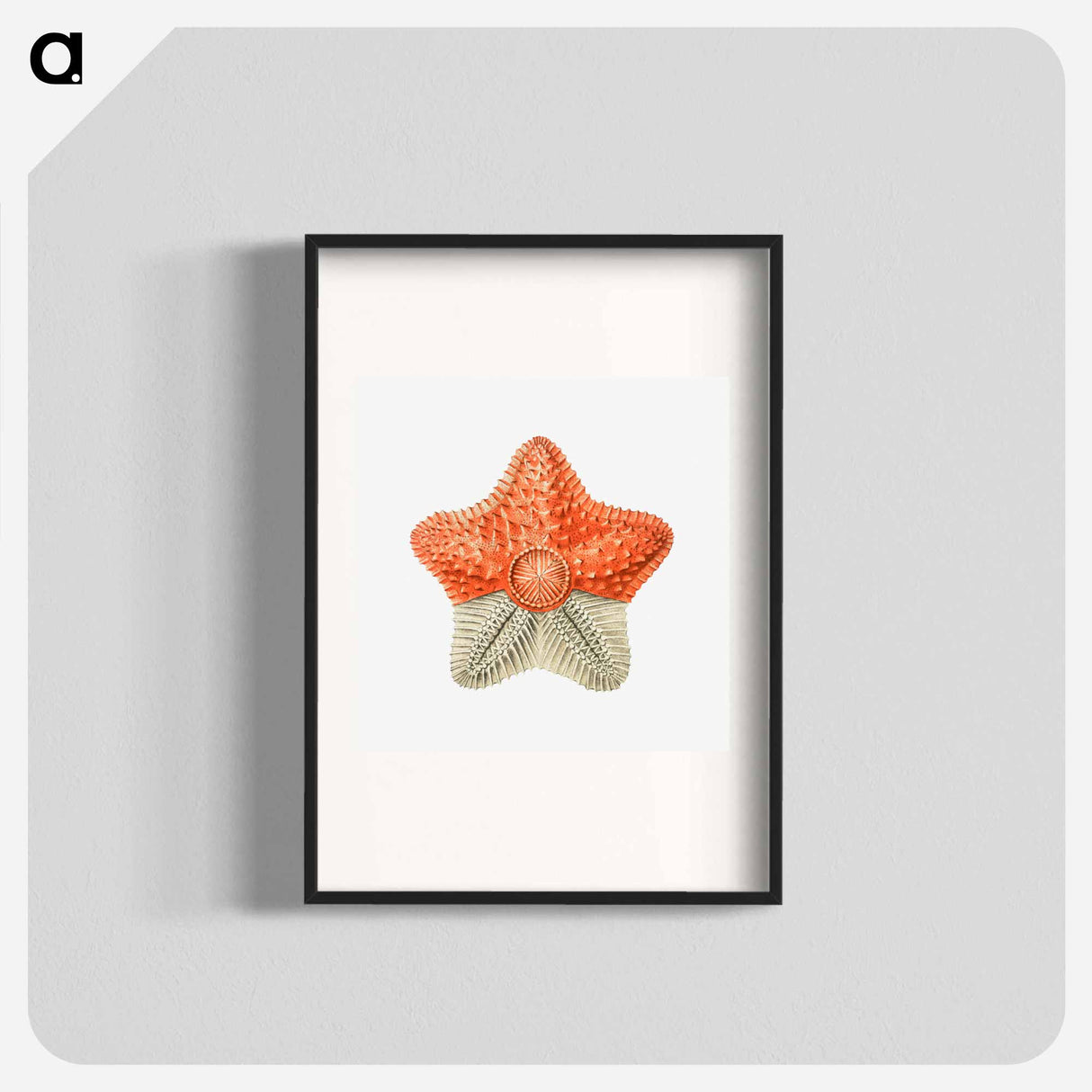 Vintage starfish marine life illustration - エルンスト ヘッケル Poster.