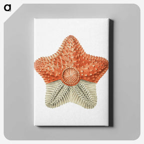 1-34_Ernst-Haeckel_canvas