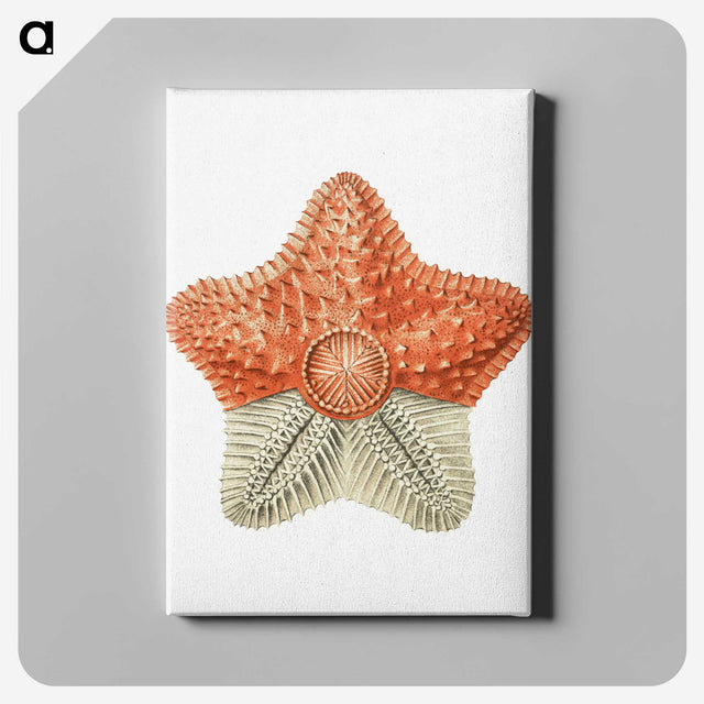 1-34_Ernst-Haeckel_canvas