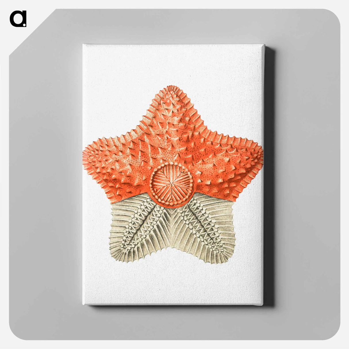 Vintage starfish marine life illustration - エルンスト ヘッケル Canvas.