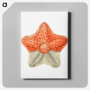 アートパネル-Vintage starfish marine life illustration - エルンスト ヘッケル Canvas.