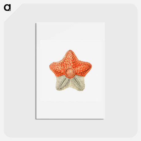 アートポストカード-Vintage starfish marine life illustration - エルンスト ヘッケル Postcard.