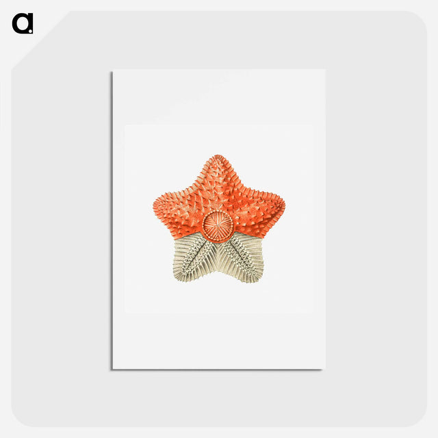 アートポストカード-Vintage starfish marine life illustration - エルンスト ヘッケル Postcard.