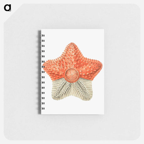 アートメモ帳-Vintage starfish marine life illustration - エルンスト ヘッケル Memo.