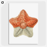 1-34_Ernst-Haeckel_picture-crop