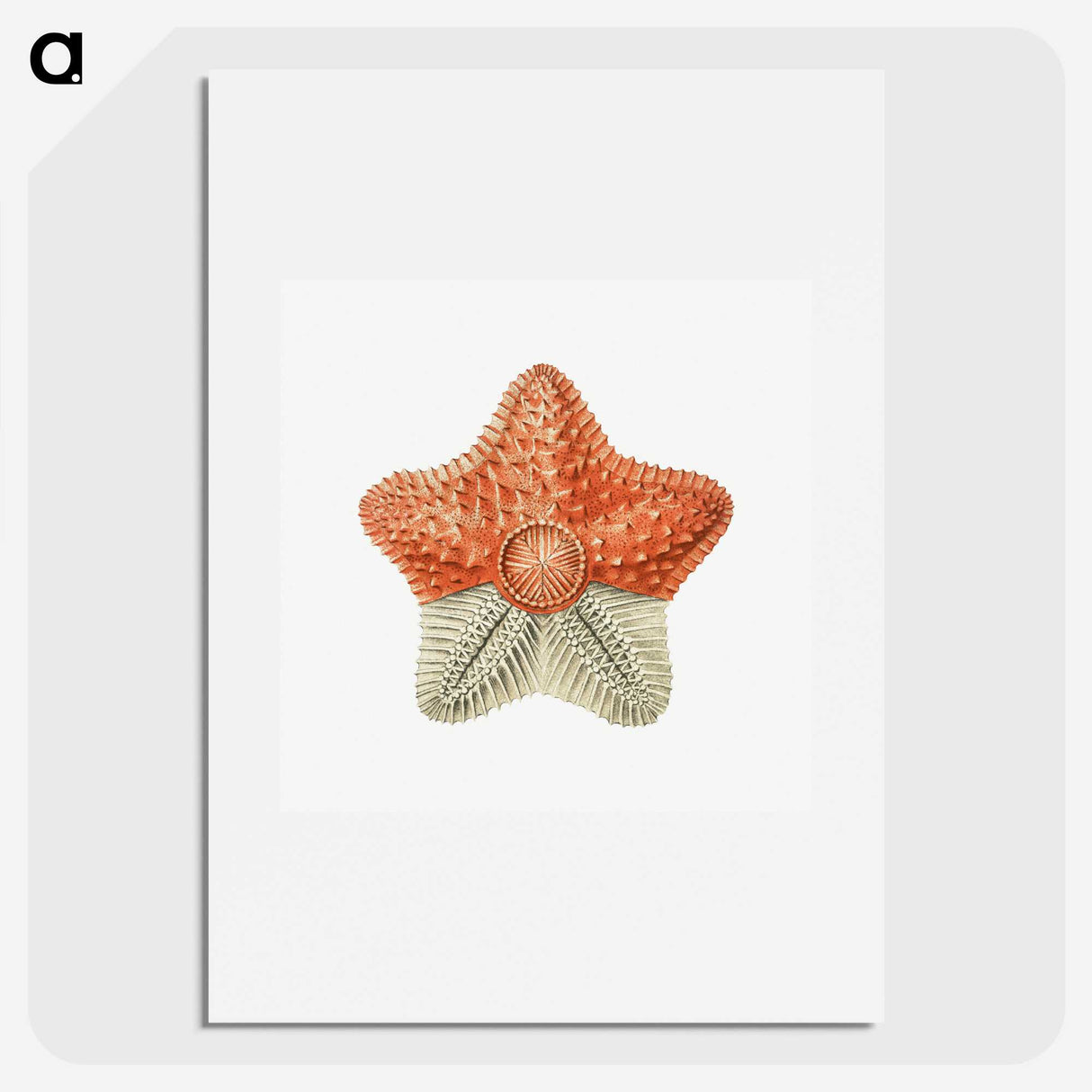 1-34_Ernst-Haeckel_picture