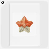 1-34_Ernst-Haeckel_picture