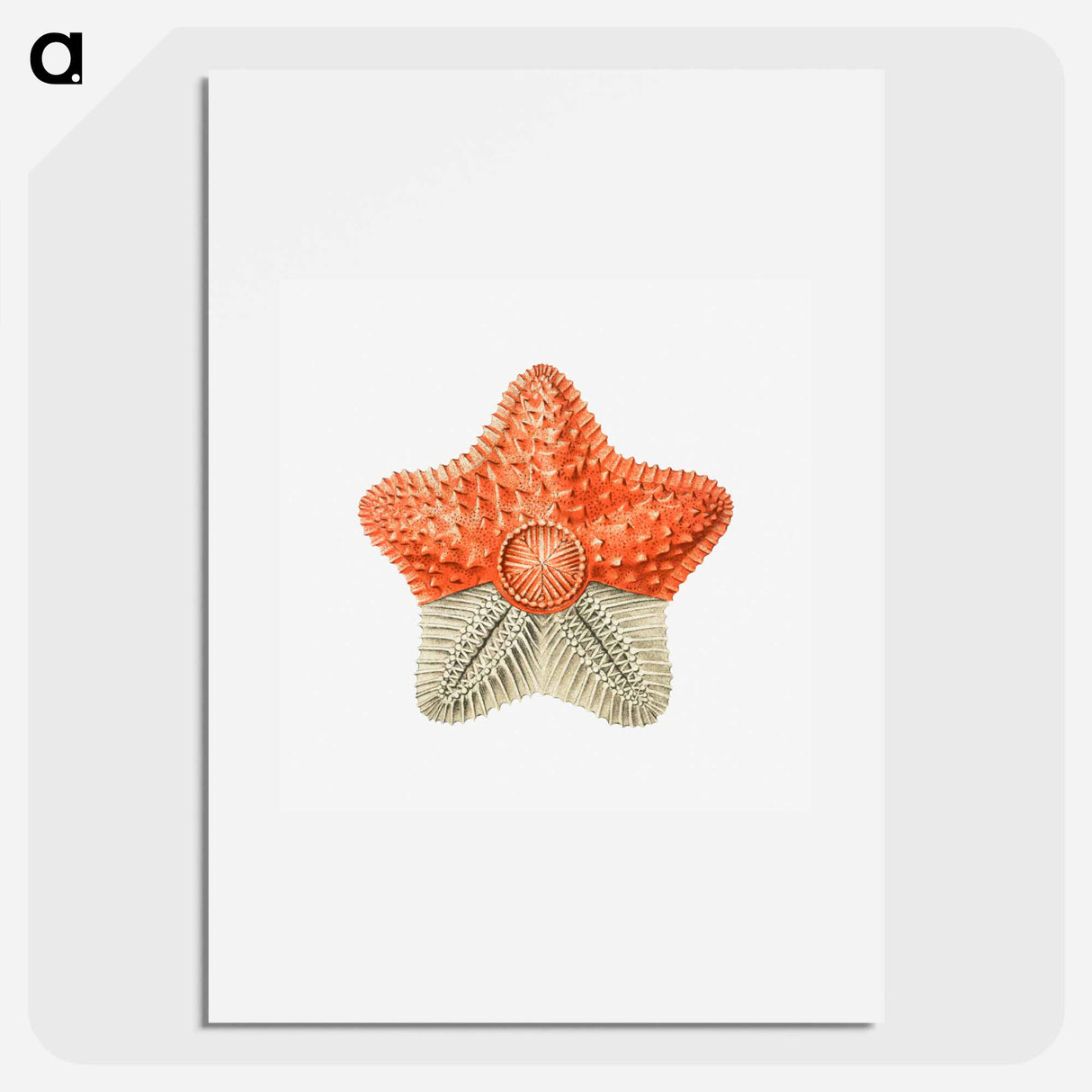 Vintage starfish marine life illustration - エルンスト ヘッケル Poster.