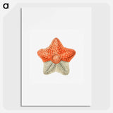 Vintage starfish marine life illustration - エルンスト ヘッケル Poster.