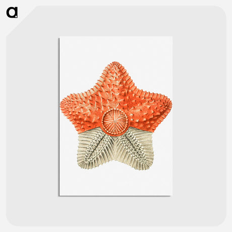 アートポストカード-Vintage starfish marine life illustration - エルンスト ヘッケル Postcard.