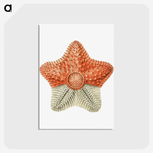 1-34_Ernst-Haeckel_postcard