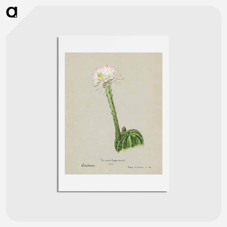 アートポストカード-Hedgehog Cactus
 - サボテン科 Postcard.