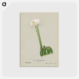 アートポストカード-Hedgehog Cactus
 - サボテン科 Postcard.