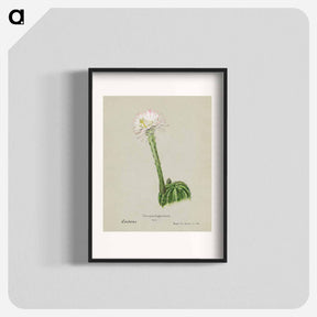 アートポスター-Hedgehog Cactus
 - サボテン科 Poster.