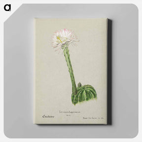アートパネル-Hedgehog Cactus
 - サボテン科 Canvas.