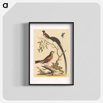 Two Birds and a Butterfly
 - ジョージ エドワーズ Poster.