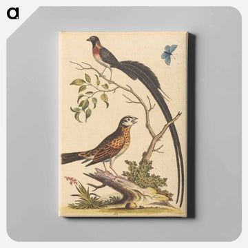 Two Birds and a Butterfly
 - ジョージ エドワーズ Canvas.