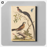 1-34_George-Edwards_canvas