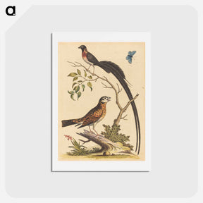 アートポストカード-Two Birds and a Butterfly
 - ジョージ エドワーズ Postcard.