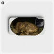 1-34_George-Stubbs_phone