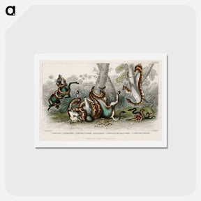 アートポストカード-Snakes
 - ゴールドスミスの生き生きとした自然 Postcard.