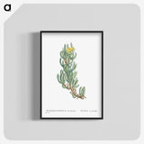 1-34_Histoire-des-Plantes-Grasses_blk-crop