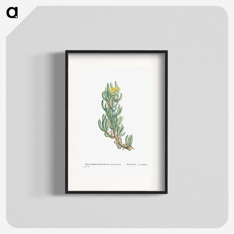 1-34_Histoire-des-Plantes-Grasses_blk